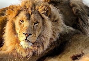, , panthera leo, , lion, 