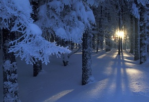 ветки, деревья, сияние, Зима, солнце, снег, свет, лес