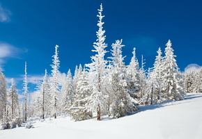 зима, лес, снег, Природа