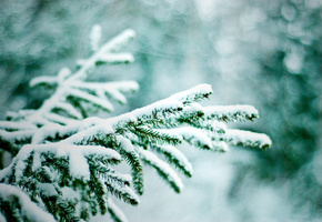 боке, Природа, ветки, снег, зима, елки
