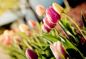 tulips, , , 