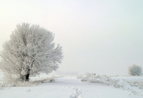 снег, туман, деревья, зима