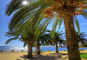 пальмы, море, отдых