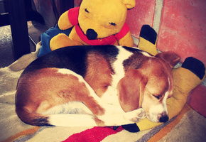 beagle, sleep, dog