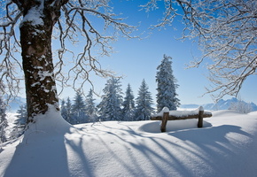 снег, дерево, зима, скамья, пейзаж