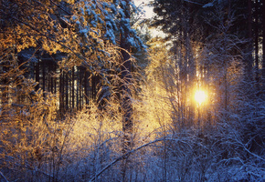закат, зима, снег, солнце, лес