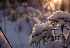 лес, ель, снег, дерево, зима