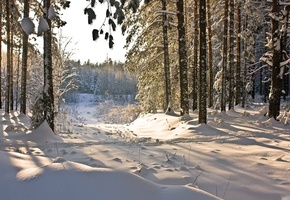 зима, лес, winter, снег, природа