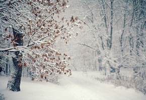 снег, зима, дерево, метель
