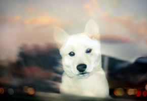 bokeh, white, собака, puppy, shiba inu, взгляд, щенок