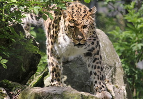 , , , leopard, panthera pardus orientalis
