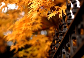 leaves, , nature, , , , autumn, 