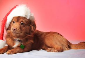 smile, dog, christmas, собака, взгляд, hat, view