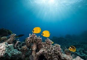 masked butterfly fish, red sea,, tropical reef 