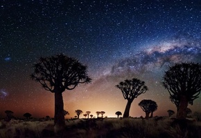 joshua tree, night, stars