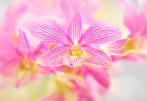 орхидеи, цветы, розовые