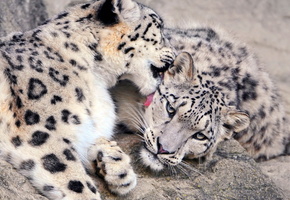 ,  , , , snow leopard, , 