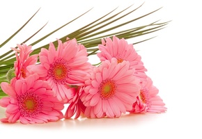  , gerbera, , , 