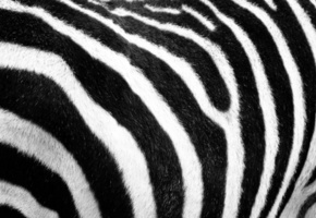 зебра, мех, шерсть, черно-белый, полосы, сафари
