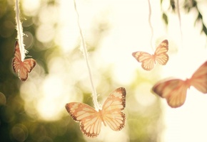 бабочки, нежность, легкость, воздух, свет