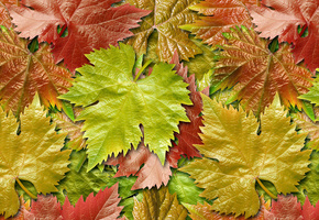 осень, виноград, Листья