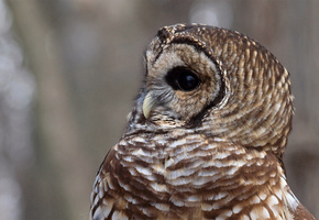 , , , Barred owl,  , strix varia