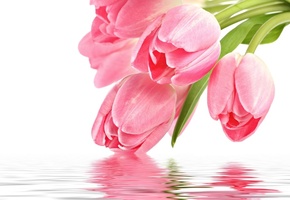 pink, , , with love, pink tulips, Flowers, tulip, reflection, for you
