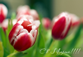 женщин, 8 марта, с, дорогих, всех, Цветы, тюльпаны