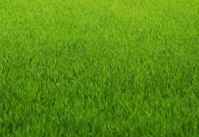 green, цвет, Текстура, зелень, трава, газон