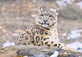 uncia uncia, snow leopard, , , ,  