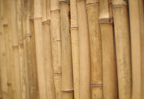 деревяшки, Бамбук, стебли
