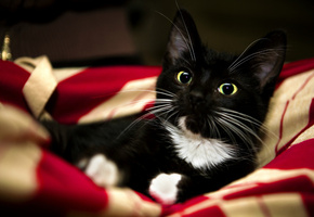 white, pet, kitten, котенок, paw, sweet, Red, blanket, animal, красный, black, cat