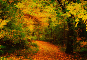 желтые, деревья, листья, Осень, дорожка
