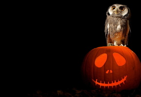 art, pumpkin, owl, Halloween