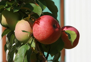сад, яблоки, растение, природа, ветка, яблоня, Еда