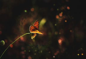 flower, Бабочка, трава, butterfly, grass, цветок