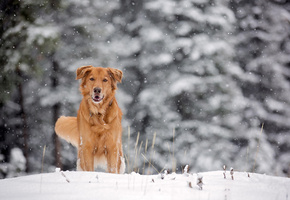 собака, снег, зима, мороз