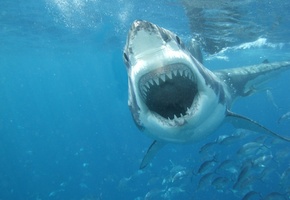 jaws, sea, white, Shark, great