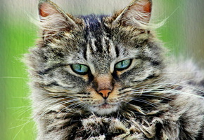 портрет, Кошка, пушистый, серый, кот, полосатый