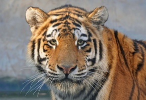 взгляд, Тигр, морда, хищник