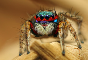 colorful jumping spider, , , 