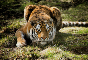 лежа, трава, хищник, Тигр, охота