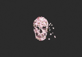 цветы, flower, Skull, череп