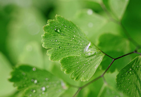 зеленые листья, Макро, мокрое, вода, капли, природа, фон