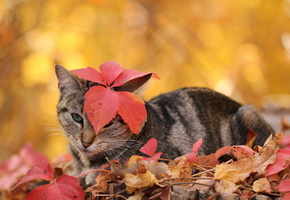 осень, листья, Кошка
