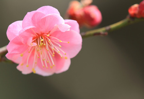 розовый, лепестки, Японский абрикос, ветка, цветок