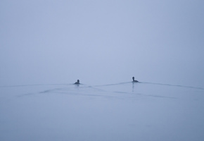 утки, Озеро, минимализм, туман