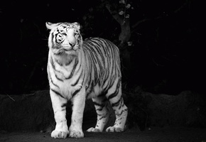 белый, tiger, хищник, Тигр, морда, чёрно-белые обои, взгляд