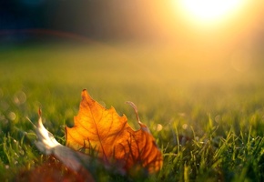 осень, закат, солнце, трава, свет, Лист, кленовый, вечер