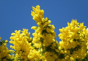 весна, мимоза, деревья, природа, небо, желтый, голубой